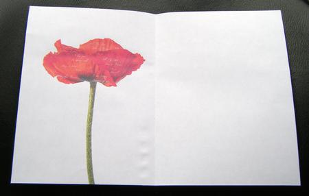 Poppy & Words Insert - plain by Charlie Angel