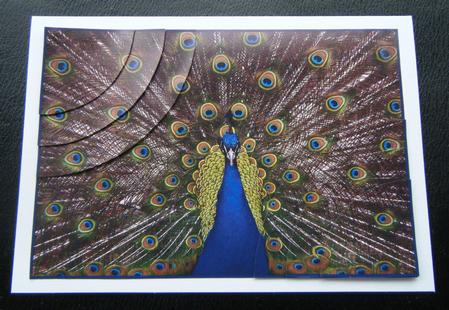 Stunning Peacock 2 Corner Stacker by Charlie Angel