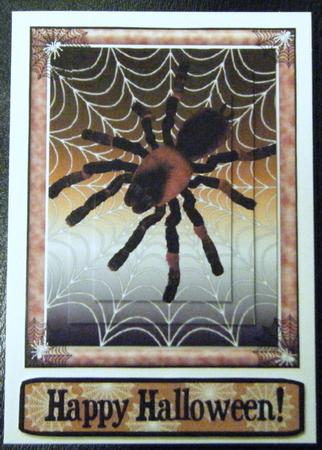 Spider Halloween by Charlie Angel
