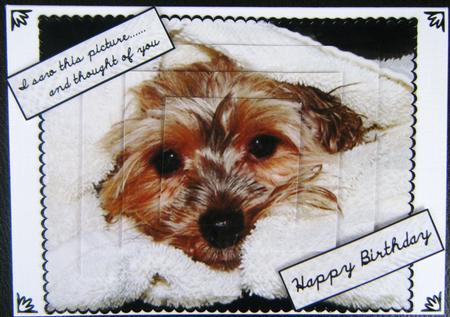 Darling Little Yorkie by Charlie Angel