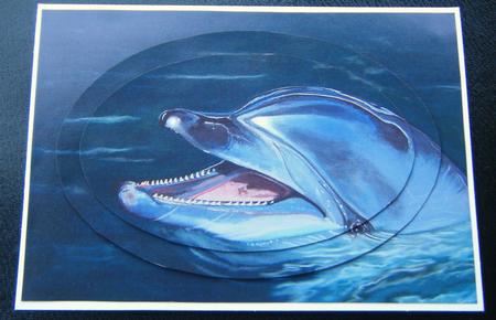 Bottlenose Dolphin by Charlie Angel