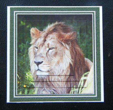 Portrait of a Lion Topper by Charlie Angel