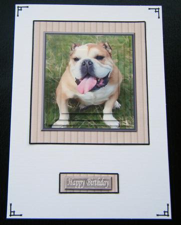 Happy Bulldog Pyramid with Background by Charlie Angel