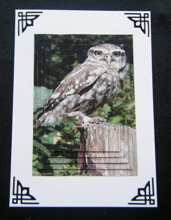 Tiny Owl Pyramid Sheet by Charlie Angel