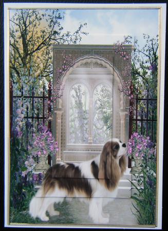 Cavalier King Charles Spaniel by Charlie Angel