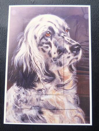 Spinger Spaniel & English Setter by Charlie Angel