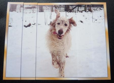 Dashing Through the Snow - Dog Side Stacker by Charlie Angel