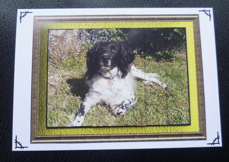English Setter Pyramid Card by Charlie Angel