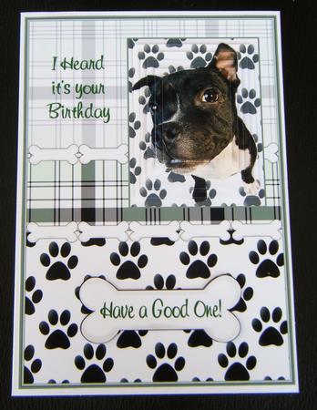 Vinnie the Staffie Pyramid Birthday by Charlie Angel