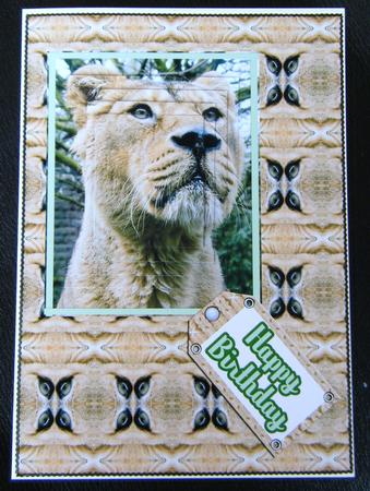 Lioness Pyramage Card Front by Charlie Angel