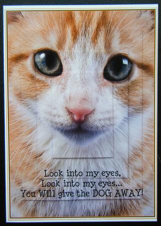 Cat Funny Pyramid by Charlie Angel