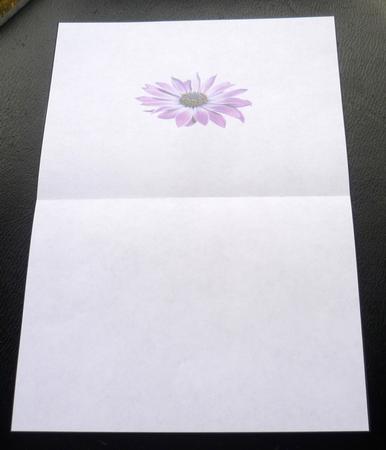 Osteo Daisy Insert Landscape by Charlie Angel
