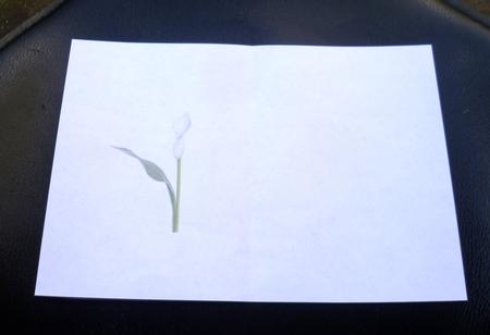 White Cala Lily Insert by Charlie Angel