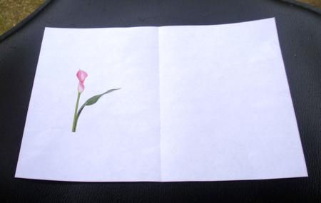 Pink Cala Lily Insert by Charlie Angel