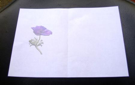 Purple Anemone Insert by Charlie Angel