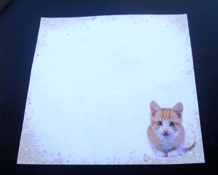 Cat Square Insert by Charlie Angel