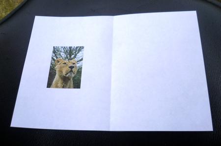 Lioness Insert Inksaving A5 by Charlie Angel