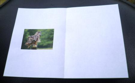 Owl Insert by Charlie Angel