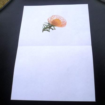 Scabiosa (pin Cushion) Flower Ink Saving Insert by Charlie Angel