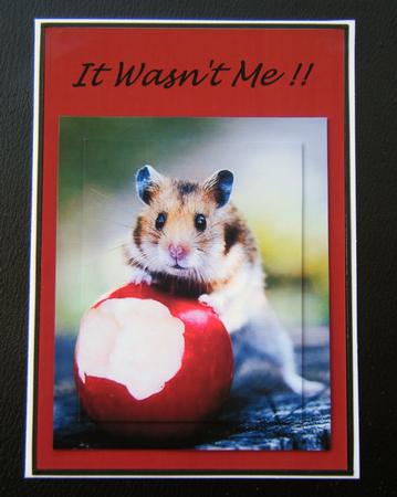 It Wasnt Me !! Hamster by Charlie Angel