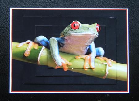 Green Tree Frog 7x5inch Pyramid by Charlie Angel