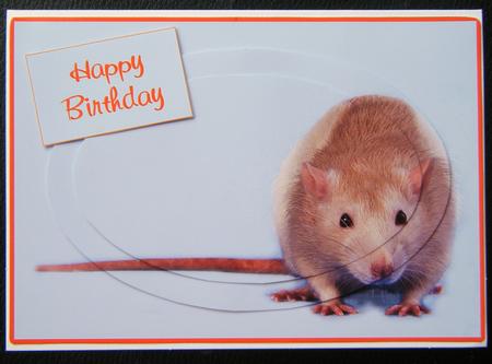 Rat Quick Card Birthday Card Sh0071 by Charlie Angel