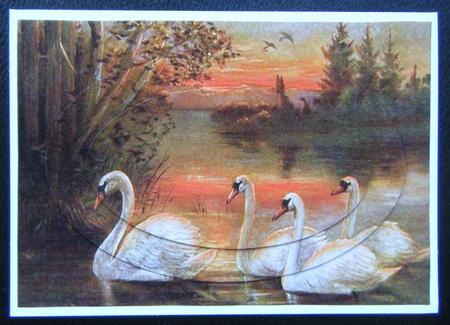 A4 Sunset Swans by Charlie Angel