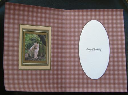 Lynx Big Cat Insert by Charlie Angel