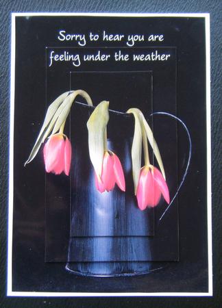 Get Well Soon Tulips by Charlie Angel