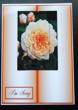 Sorry, Peach Rose by Charlie Angel