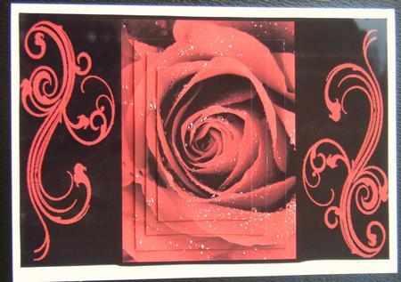 Love is a Red Rose by Charlie Angel