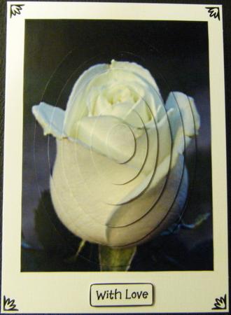 White Rosebud by Charlie Angel