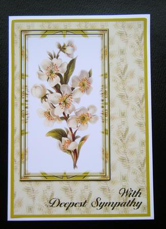 White Blossom Sympathy by Charlie Angel