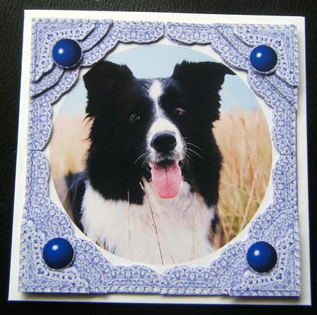 Black & White Sheep Dog - S by S Lace Frame Corner Stacker by Charlie Angel