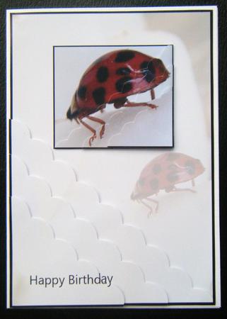 The Beauty of Nature Corner Stacker Card by Charlie Angel