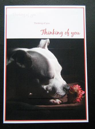 Staffordshire Bull Terrier Thinking of You Quick Card by Charlie Angel