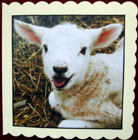 Cute Lamb Topper by Hilary Shemmans