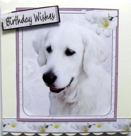 White Retriever by Hilary Shemmans