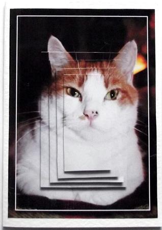 Ginger and White Cat Pyramid Sheet by Hilary Shemmans