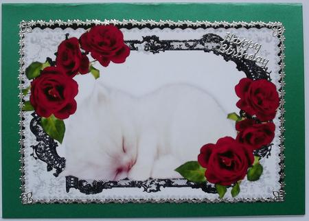 Cute Kitten Sleeping in Lace Frame with Red Roses A4 by Hilary Shemmans