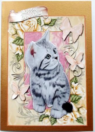 Cute Grey Kitten in Peach Frame by Hilary Shemmans