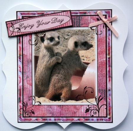 Baby Meerkats by Hilary Shemmans