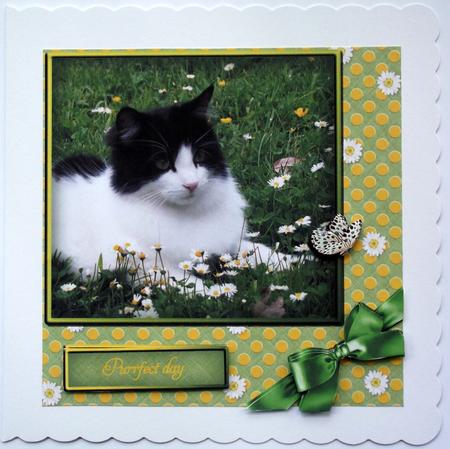 Purrfect Day by Hilary Shemmans