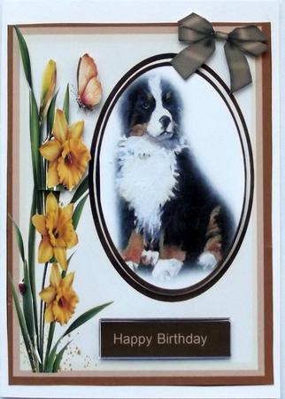 Beautiful Burmeese Dog and Dafodills by Hilary Shemmans