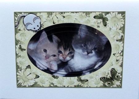 Trio of Kittens by Hilary Shemmans