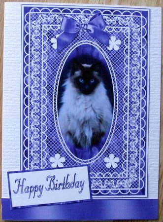 Cat in Lace Frame by Hilary Shemmans