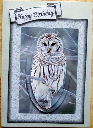 Barred Owl by Hilary Shemmans