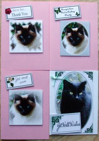 Ragdoll Cat by Hilary Shemmans