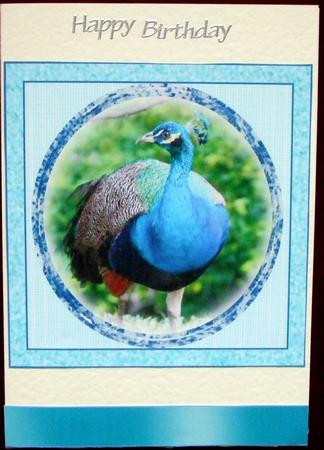 Happy Birthday Peacock by Hilary Shemmans