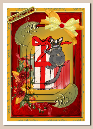 Bush Baby Gift by Hilary Hallas
